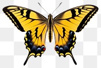 PNG Butterfly animal insect  