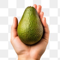 PNG Avocado holding fruit plant. 