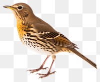 PNG Bird sparrow animal white background. AI generated Image by rawpixel.
