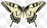 PNG Butterfly animal insect moth