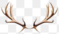 PNG Antler  taxidermy horned. 