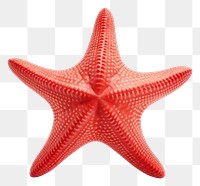 PNG Starfish invertebrate echinoderm marine. 