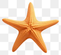 PNG Starfish invertebrate simplicity echinoderm. 