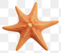 PNG Starfish invertebrate echinoderm marine. AI generated Image by rawpixel.