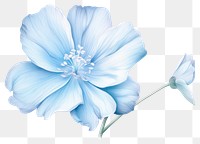 PNG Soft Blue Flower flower blossom nature. AI generated Image by rawpixel.