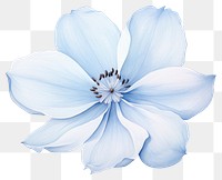 PNG Soft Blue Flower flower petal plant. 