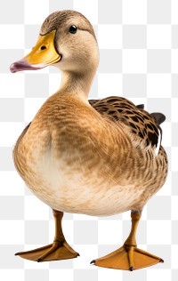 PNG Duck animal bird beak. 