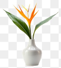 PNG Flower plant leaf vase. 