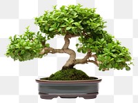 PNG Bonsai plant tree  