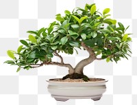PNG Bonsai plant leaf tree. AI generated Image by rawpixel.