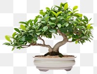 PNG Bonsai plant leaf tree. 