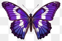 PNG Butterfly animal insect purple