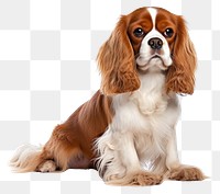 PNG Spaniel animal mammal pet. AI generated Image by rawpixel.