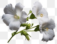 PNG Hibiscus blossom flower pollen. AI generated Image by rawpixel.