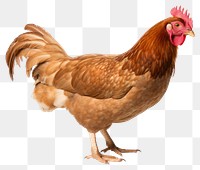 PNG Chicken poultry animal bird. 