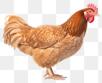 PNG Chicken poultry animal bird. 