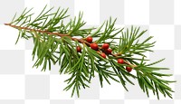 PNG Plant tree leaf fir