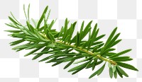 PNG Plant tree fir freshness. AI generated Image by rawpixel.