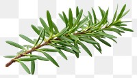 PNG Plant tree fir freshness