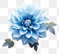 PNG Blue Flower flower dahlia plant. 