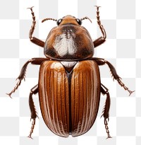 PNG Animal beetle insect white background. AI generated Image by rawpixel.