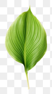 PNG Leaf plant green white background. AI generated Image by rawpixel.