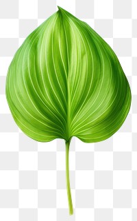 PNG Leaf plant green  