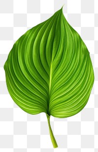 PNG Plant leaf green  