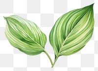 PNG Leaf plant white background creativity. 