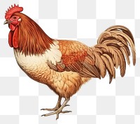 PNG Chicken poultry animal bird. 