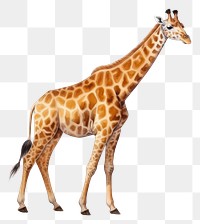 PNG Wildlife giraffe animal mammal