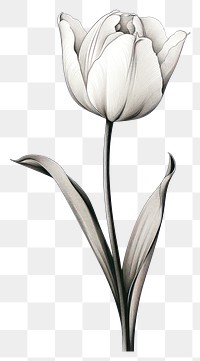 PNG  Tulip flower plant white. AI generated Image by rawpixel.