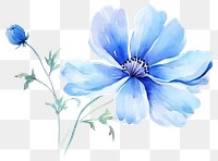 PNG Flower blossom petal plant transparent background