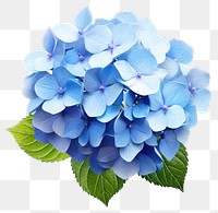 PNG Flower hydrangea plant blue transparent background