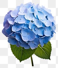 PNG Flower hydrangea plant blue transparent background