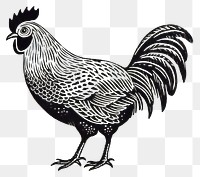 PNG Chicken poultry animal bird. 