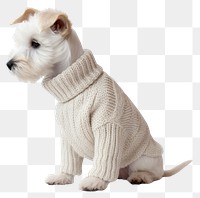 PNG Sweater puppy mammal animal. AI generated Image by rawpixel.