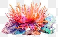PNG Sea nature reef white background