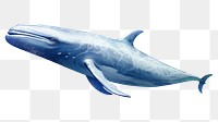 PNG Whale animal mammal shark. 