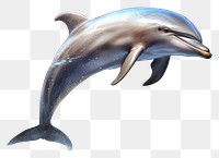 PNG Dolphin animal mammal fish. 