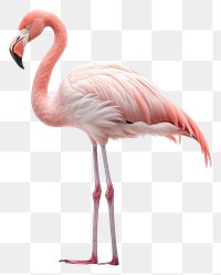 PNG Flamingo animal bird spoonbill. 