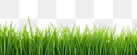 PNG Grass plant green lawn