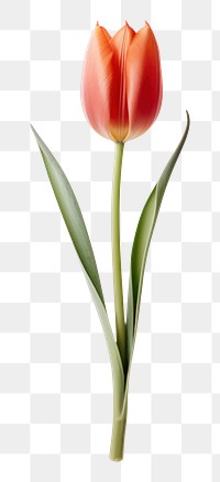 PNG  Tulip flower plant inflorescence. AI generated Image by rawpixel.