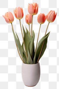 PNG Tulip flower plant vase. 