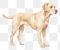 PNG Dog animal mammal pet. AI generated Image by rawpixel.