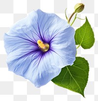 PNG Flower hibiscus petal plant transparent background