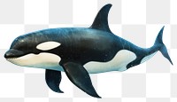 PNG Animal mammal orca fish, digital paint illustration. 