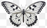 PNG Butterfly animal insect invertebrate