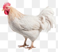 PNG Chicken poultry animal bird. 