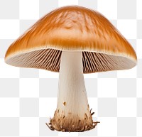 PNG Mushroom fungus agaric plant transparent background